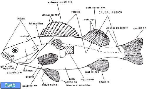 آناتومی ماهی (ترجمه) 