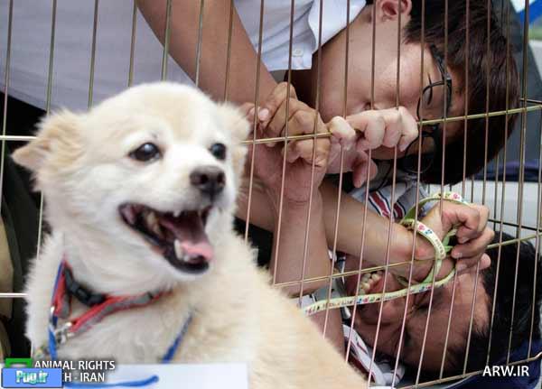 مصرف گوشت سگ ممنوع