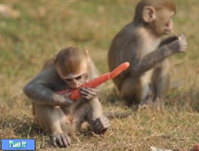 قتل فرزند به جای میمون!