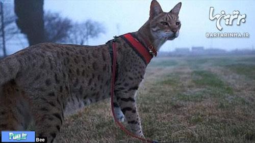  بلندترین گربه جهان 