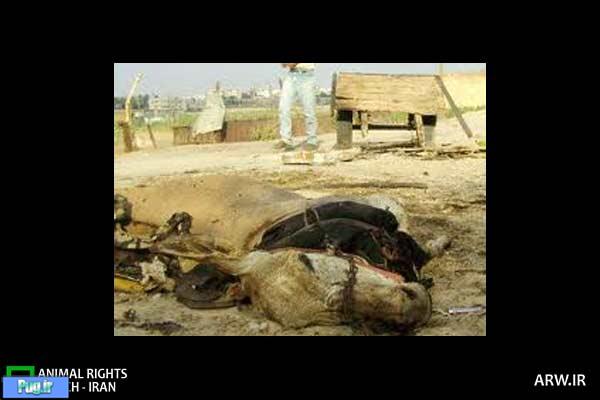 یک خر در افغانستان رئیس پلیس را کشت