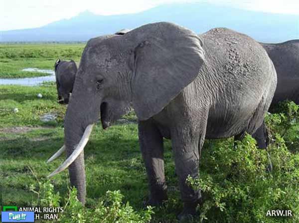 خطر انقراض فیل‌ها