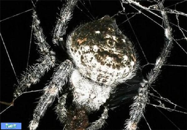بزرگ‌ترین تار عنکبوت دنیا/ تصویری