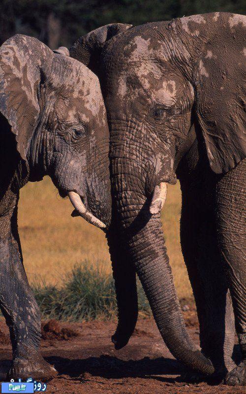 زندگی فیلها/ تصویری