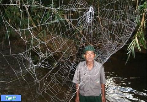 بزرگ‌ترین تار عنکبوت دنیا