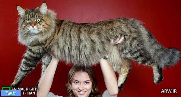 بزرگترین گربه خانگی جهان