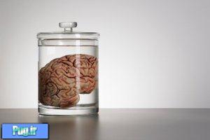 مغز، چقدر در ظرف آزمايشگاه زنده می ماند؟