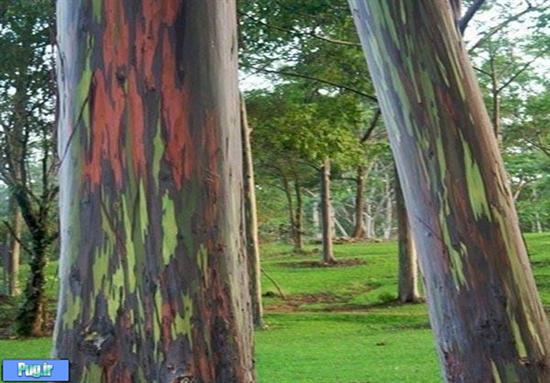درختی شبیه رنگین کمان +عکس