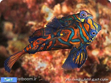 رنگارنگ ترین ماهی اقیانوس