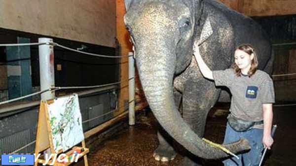 فیل نقاش میلیونر می‌شود