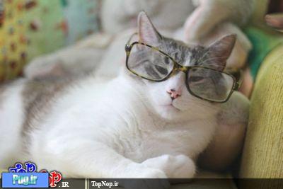 عکس گربه های عینکی