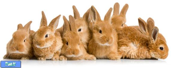 آیا میخواهید چندین خرگوش را باهم نگهداری کنید؟ (ترجمه)