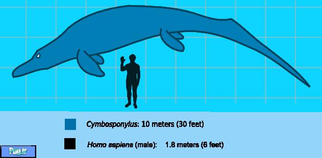 درباره ی Cymbospondylus (ترجمه)