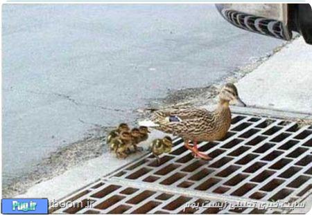 پلیس مهربانی که اردک ها را نجات می دهد