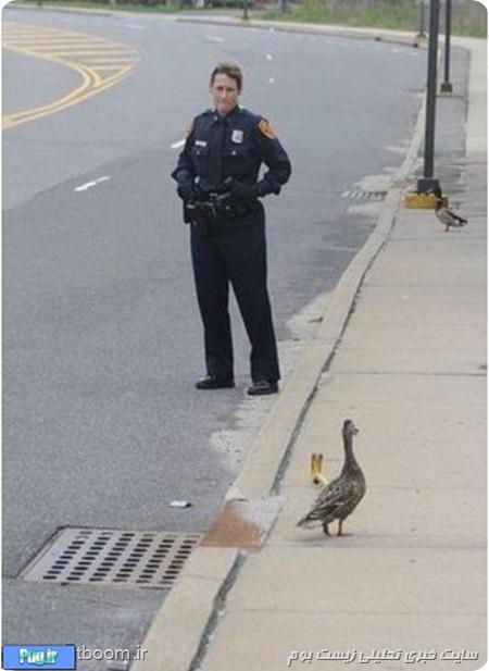 پلیس مهربانی که اردک ها را نجات می دهد