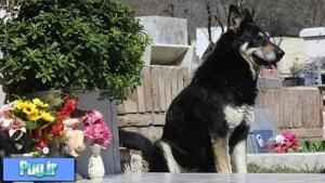 سگ وفادار شش سال است که بر روی قبر صاحب خود نشسته است
