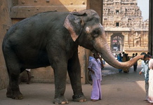 فیل‌های معابد هند رژیم می‌گیرند