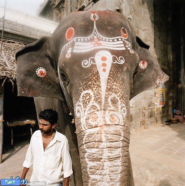 عکس هایی از رژیم فیل های هندی 