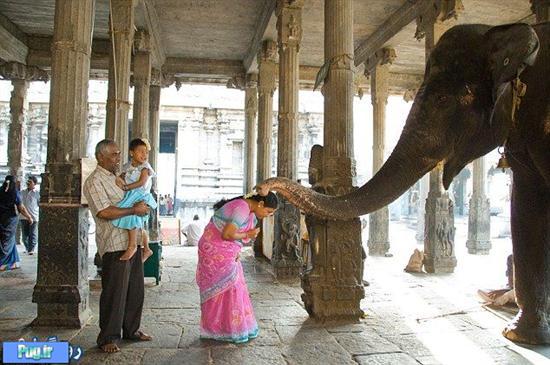 رژیم غذایی برای فیل مقدس در هند! + عکس