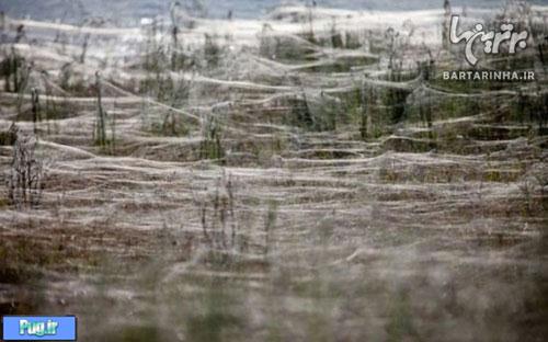 حمله هزاران عنکبوت به یک مزرعه