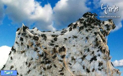 حمله هزاران عنکبوت به یک مزرعه