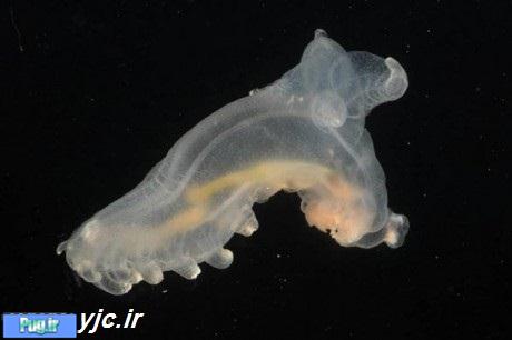 جدیدترین موجودات کشف شده در اقیانوس