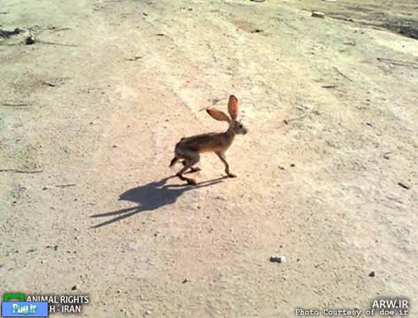 رها سازی یک خرگوش
