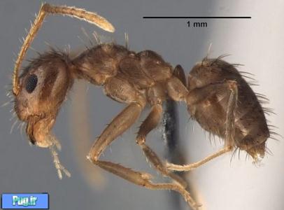 شناسایی گونه اسرارآمیز «مورچه دیوانه»/ عکس