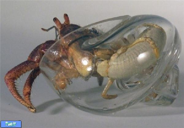 زندگی خرچنگی در صدفی از جنس بلور