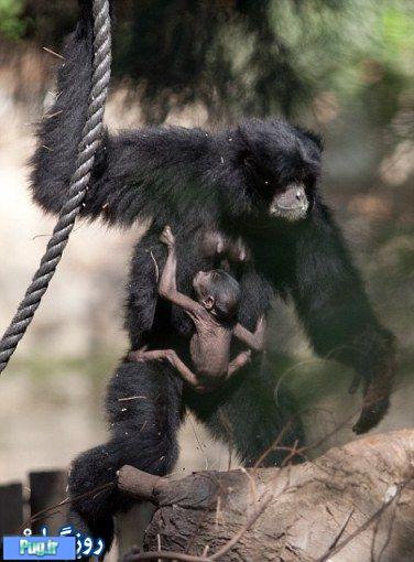 وابستگی شدید میمون ضعیف به مادر