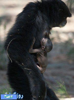 وابستگی شدید میمون ضعیف به مادر