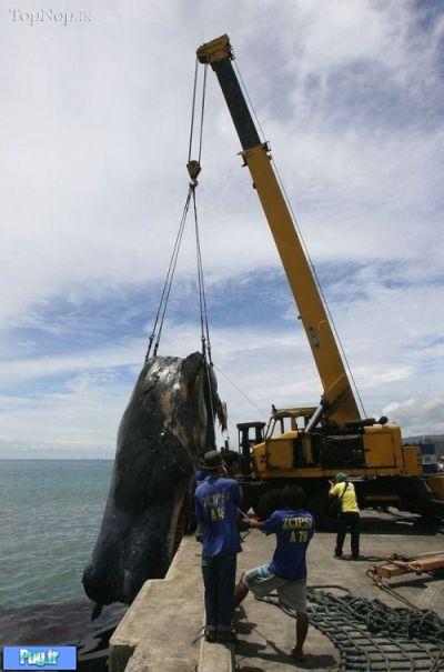 تشیع جنازه یک نهنگ