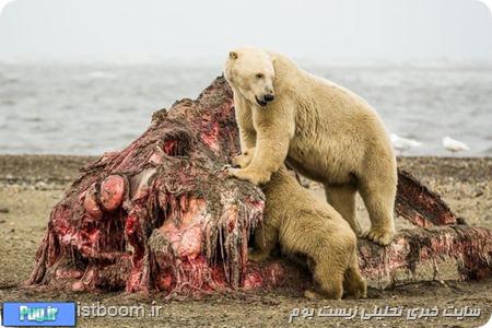هجوم ۸۰ خرس قطبی به یک نهنگ /