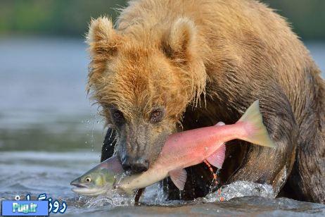 تصاویر جالب از شکار یک خرس