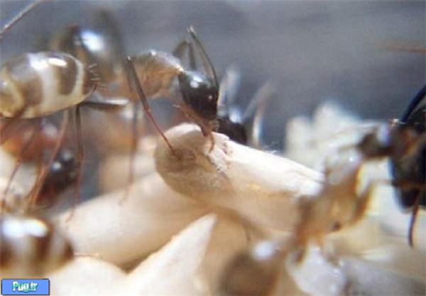 به دنیا آمدن مورچه