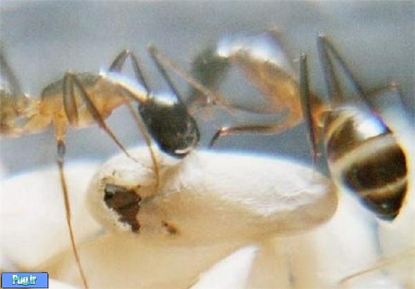به دنیا آمدن مورچه
