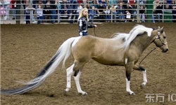 طولانی‌ترین دم اسب در جهان