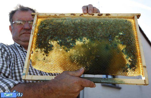 عسلهای رنگی، حاصل فاجعه ای زیست محیطی در فرانسه!