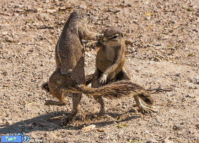 تصاویری بسیار زیبا از رقص دو سنجاب