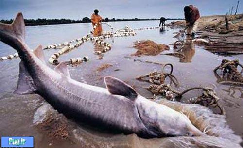 صید ماهی 70 میلیونی در گیلان