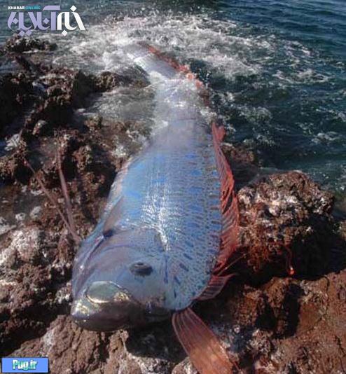  صید ماهی غول پیکر در سواحل مکزیک