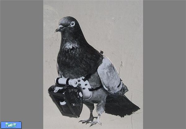 کبوترهای جاسوس 