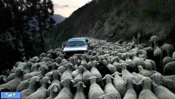 ترافیک گوسفندی