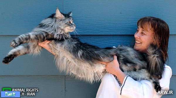 بلندترین گربه جهان