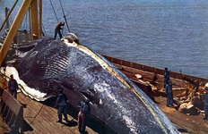 کمتر از 25 هزار قطعه نهنگ آبی در اقیانوس‌ها باقی مانده است