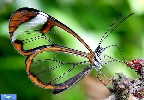 پروانه‌هایی با بال‌های شیشه‌ای