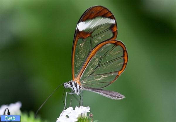 پروانه‌هایی با بال‌های شیشه‌ای