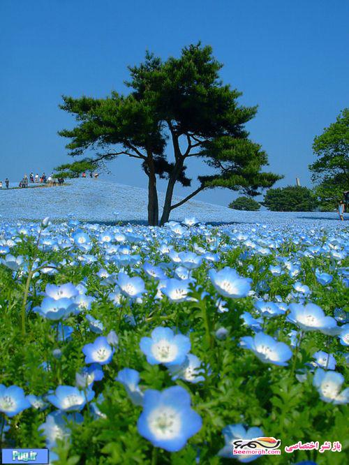 تصاویری از پارکی زیبا و خوش رنگ در ژاپن!