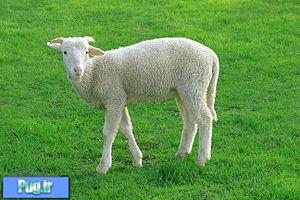 قیمت گوسفند زنده برای عیدقربان