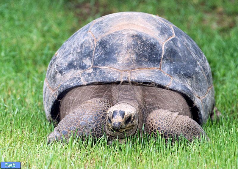  لاک پشت الدابرا Aldabra Tortoise